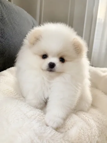 Lulu macho