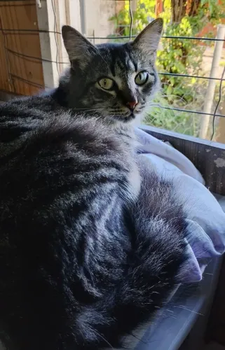 ADOTE lindo gato tigrado peludão
