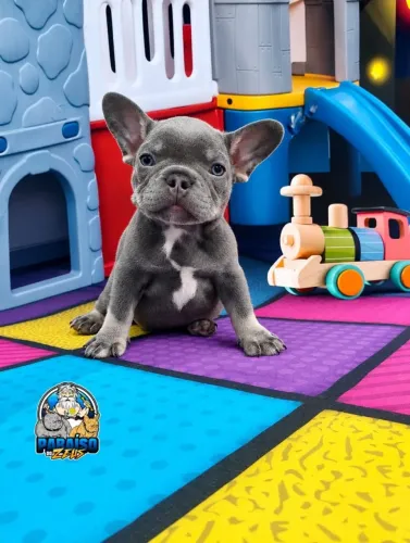 Bulldog Francês