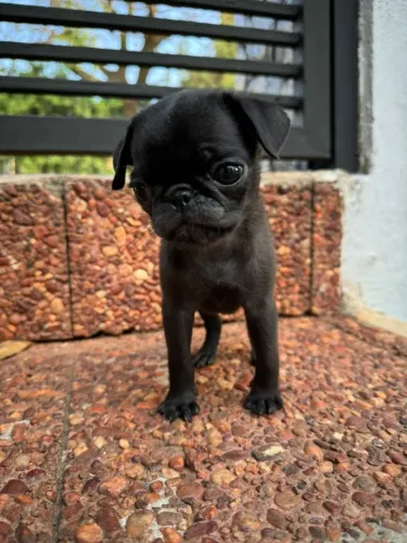 Pug,Pug Filhote Estrutura Perfeita Disponível