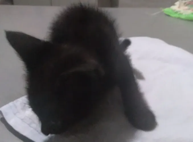 Gatinha Preta