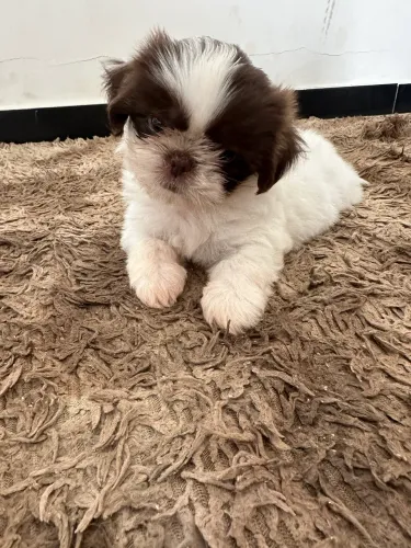 Shihtzu puro femea 