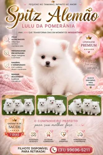 Splitz Alemão (lulu da pomerania) disponíveis