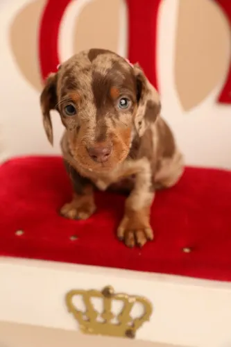 LINGUICINHA DACHSHUND ARLEQUIM AMOROSO