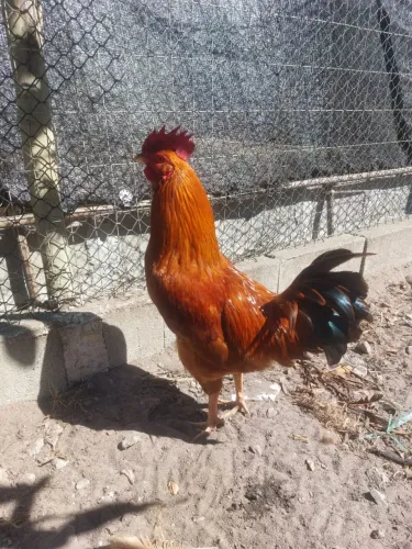 Galo Vermelho