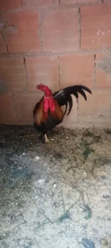 Vendo garnise