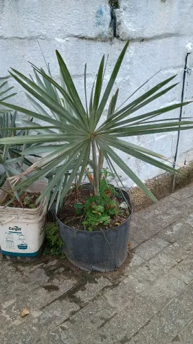  Palmeira Bismarck no Vaso - Destaque na Sua Decoração 