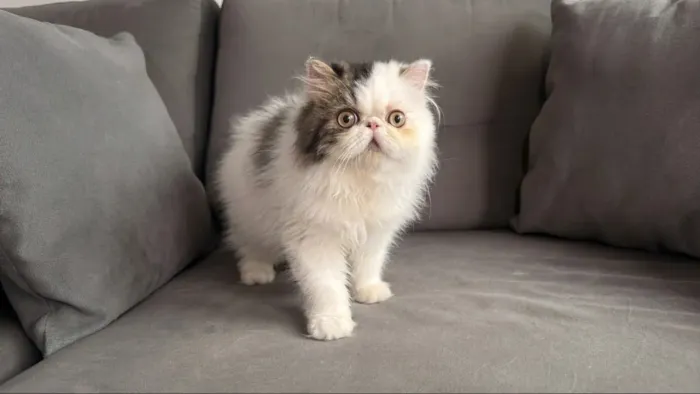 Gato persa filhote