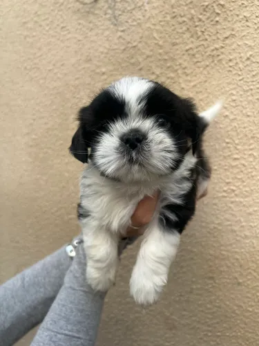 schitzu macho