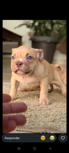 American bully MICRO