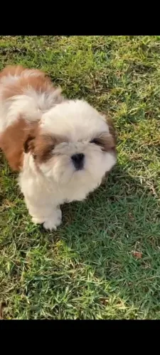 Filhote de shih Tzu sem mistura de raça.