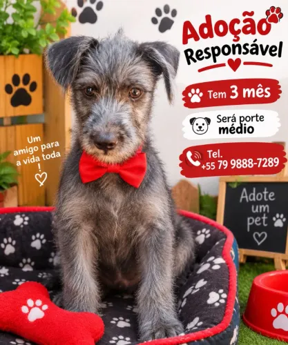 Adoção responsável