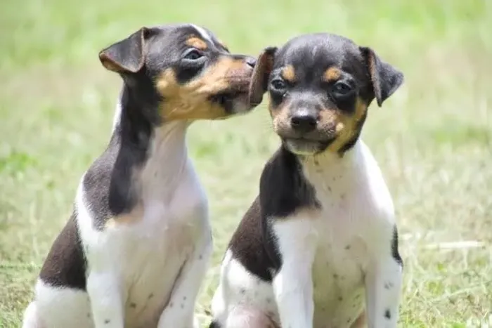 Fox Paulistinha / Terrier Brasileiro