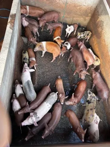 Vendo porcos criado na ração