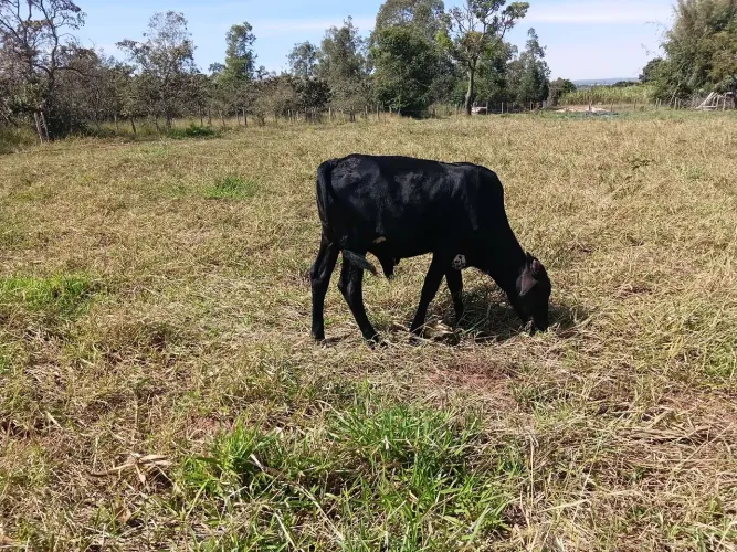 Vendo garrote anelorado