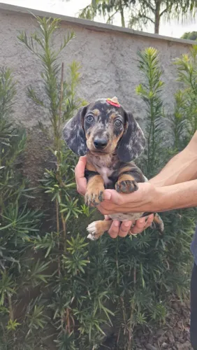 Dachshund miniatura (Salsichinha) cores solidas e arlequim disponíveis. Em até 12x.