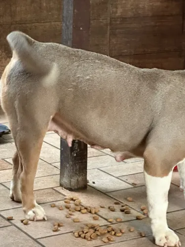 Adoção responsável fêmea bully micro castrada