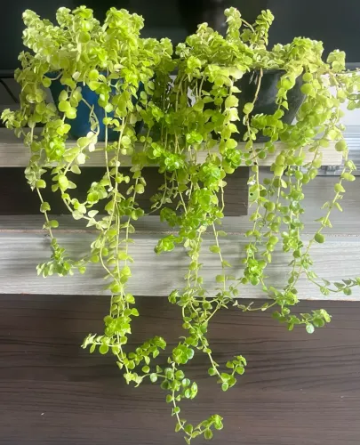 Planta: Kit Lágrimas de Bebê (2 mudas bem desenvolvidas)