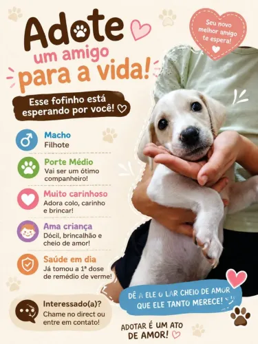 Adoção cachorro macho 