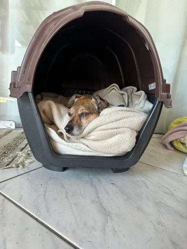 CASINHA PARA CACHORRO PEQUENO