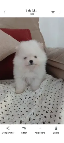 Spitz alemão anão ?