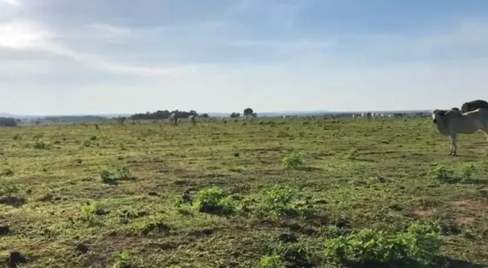 Fazenda de arrendamento Soja 1.500hec em.pasto limpo argila acima 30% Gaucha do norte MT.