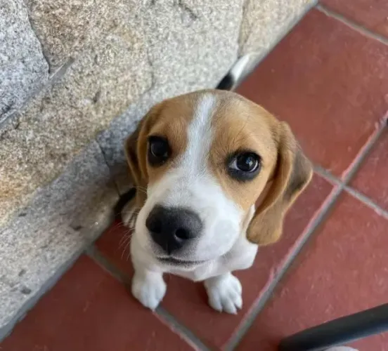Filhotes de Beagle | Filhotes encantadores disponíveis agora