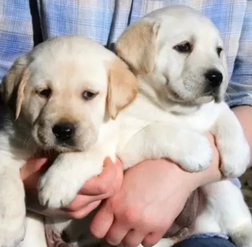 Filhote Labrador Macho Para Quem Ama Labradores