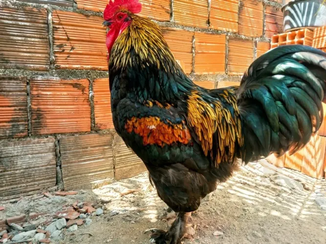 Ovos Galados Alta fertilidade