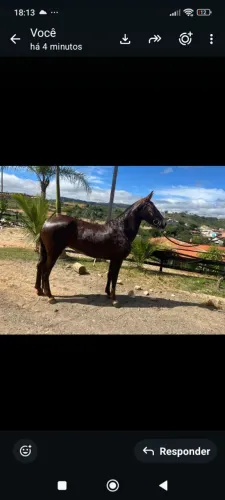 Equa nova machadeira genética top pra quem procura um animal pra reprodução ou passeio 