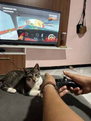 doação de gato macho