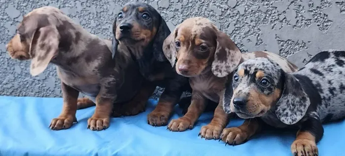 Basset/Teckel - Lindos e Pequeninos!! Macho e Fêmea Disponível. 