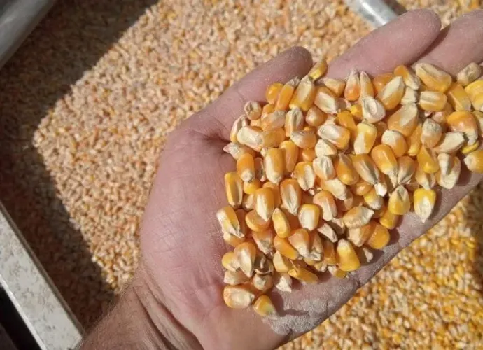Milho em Grãos Direto da Fazenda sem Atravessadores