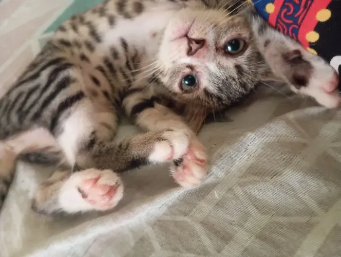 Gatinha rajada pra doação 