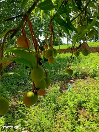 TERRENO EM PIRAMBU (AGUILHADAS) 10 x 20