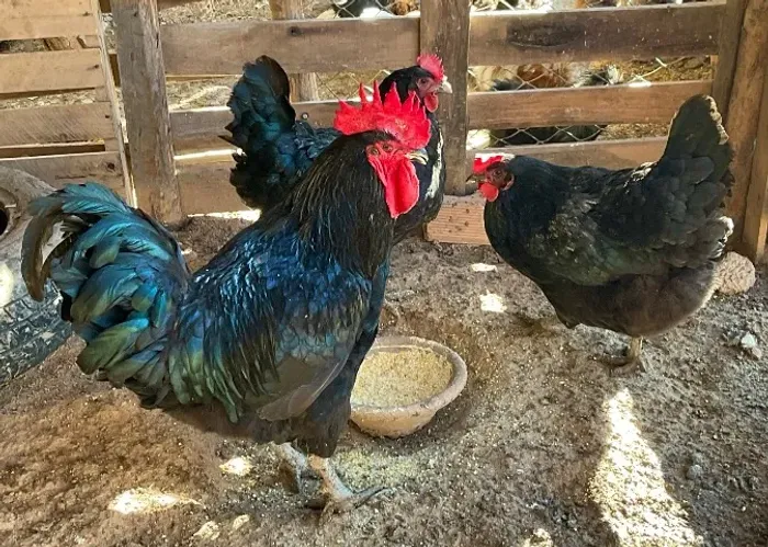 Galinha gigante negro de Jersey