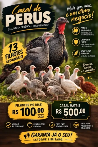 Perus com 90 Dias + Casal Matriz