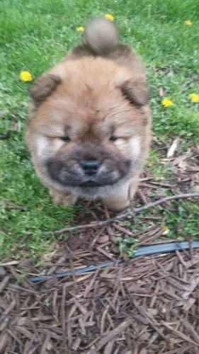 Chow chow filhotes fofos