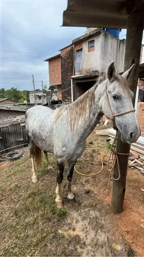 Vendo Cavalo 6 anos