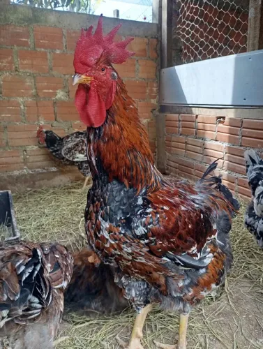 Vendo Ovos férteis de galinha GSB Balão sertaneja