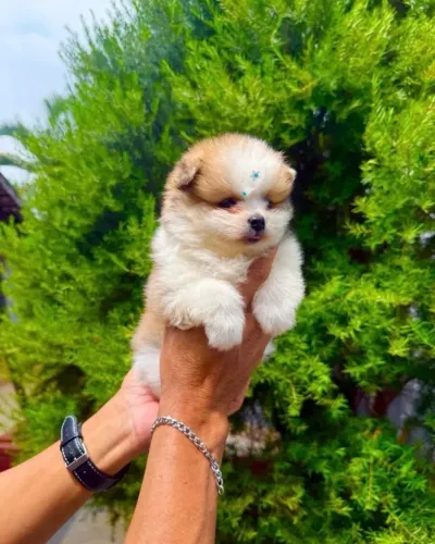 Lulu da pomerania fêmea e macho até 10x leia o anúncio abaixo