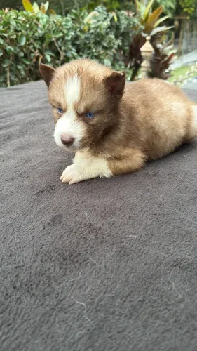 Husky Wolly