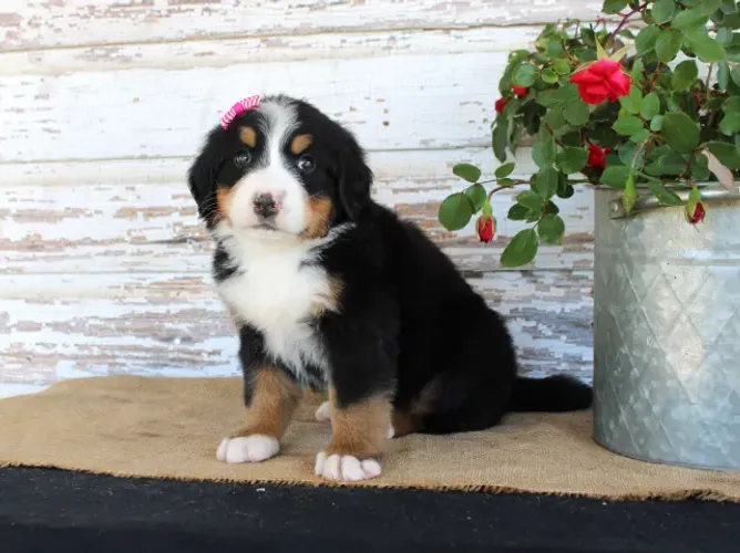 Bernese Mountain Dog,Bernese Mountain Dog Filhote Imponente e Pronto para Novo Lar