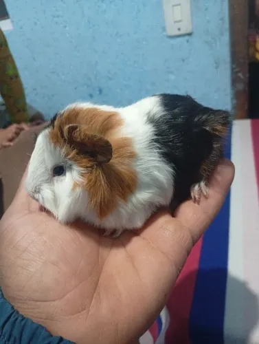 porquinhos-da-índia