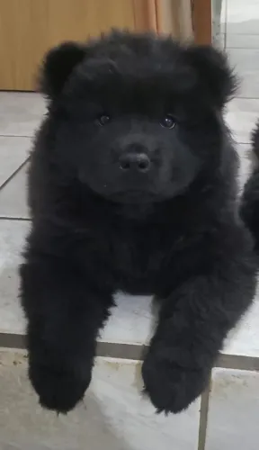 Chow Chow fêmea 