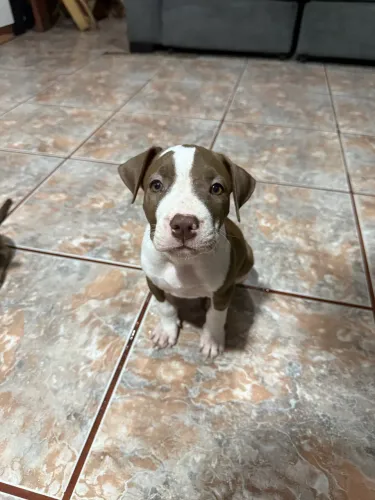 Filhotes de pitbull 