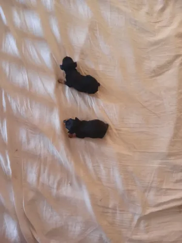 Dois machinhos pequenininhos miniatura pinchers disponíveis pra reserva
