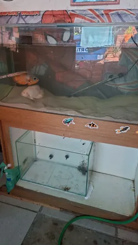 Aquario 200 litros