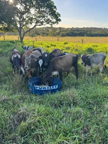Novilhas leiteiras 