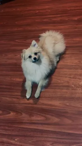 Spitz alemão macho